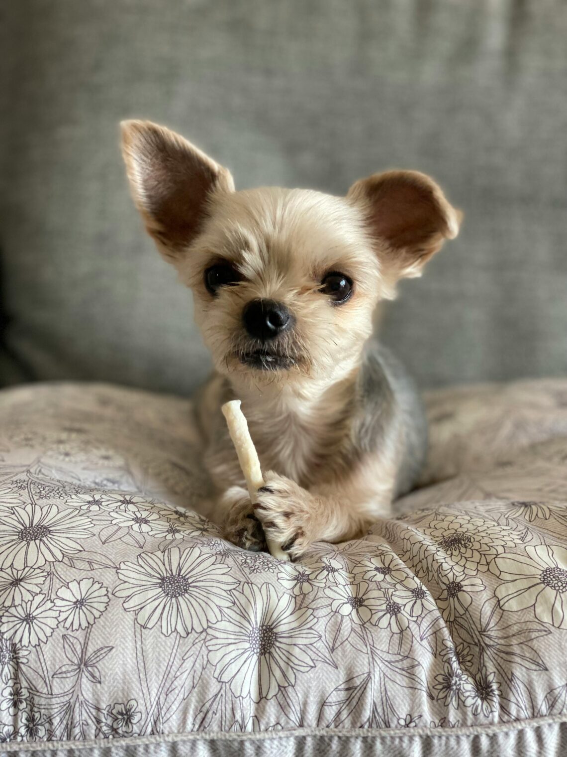 animal reiki contact page