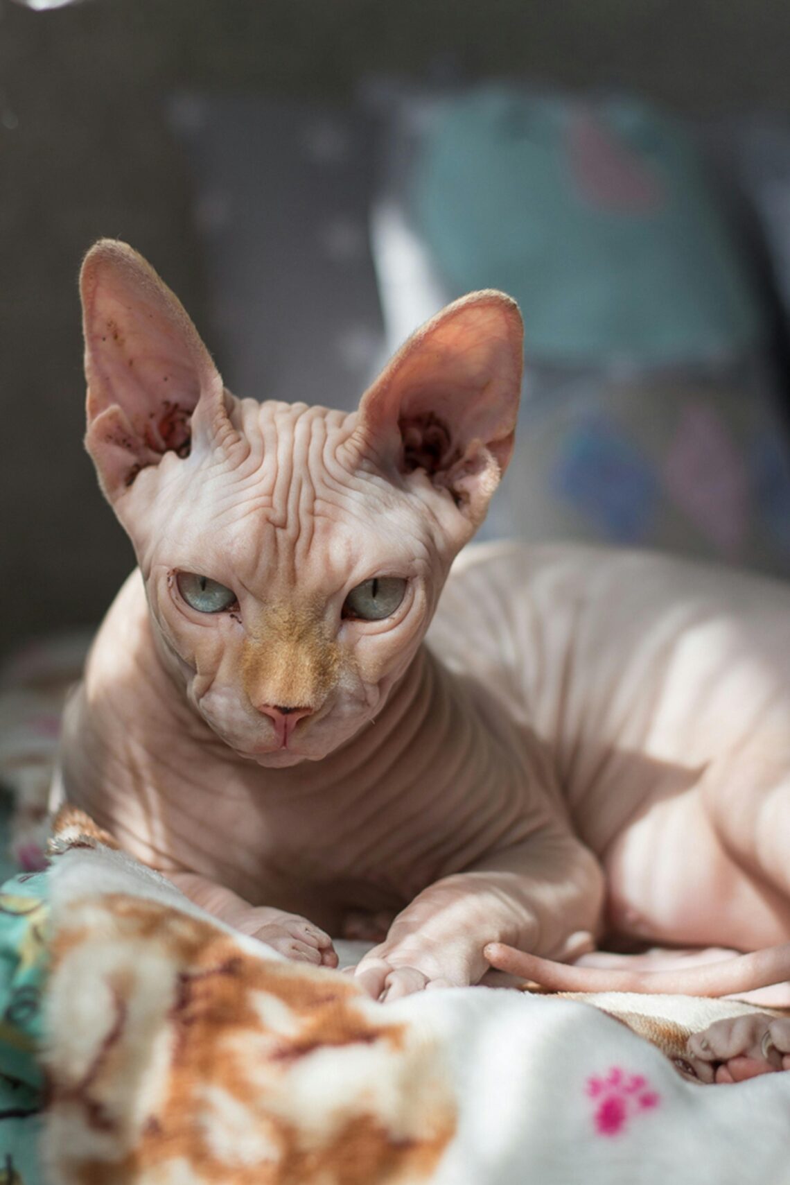 animal reiki success story