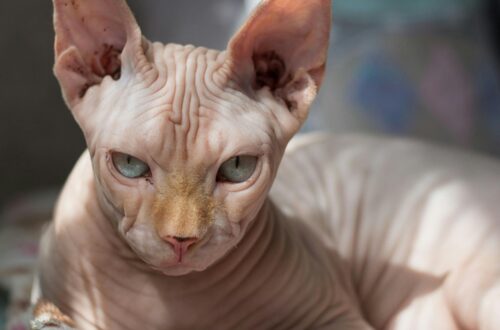 animal reiki success story