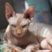 animal reiki success story