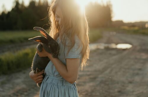 animal reiki explained