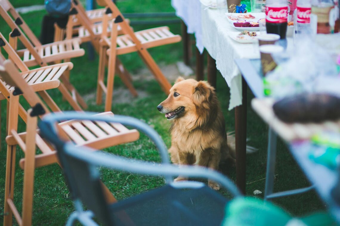 grilling with dogs safety tips