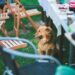 grilling with dogs safety tips